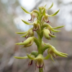 Corunastylis cornuta (Horned Midge Orchid) at Belconnen, ACT - 25 Mar 2014 by AaronClausen