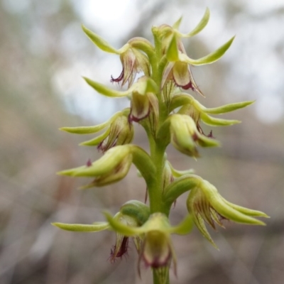 Corunastylis cornuta (Horned Midge Orchid) at Belconnen, ACT - 25 Mar 2014 by AaronClausen