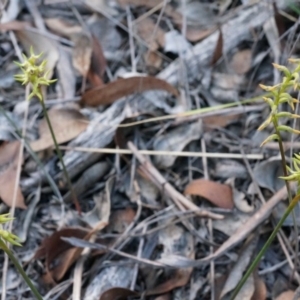 Corunastylis cornuta at Belconnen, ACT - suppressed