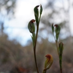 Speculantha rubescens (Blushing Tiny Greenhood) at Aranda Bushland - 25 Mar 2014 by AaronClausen