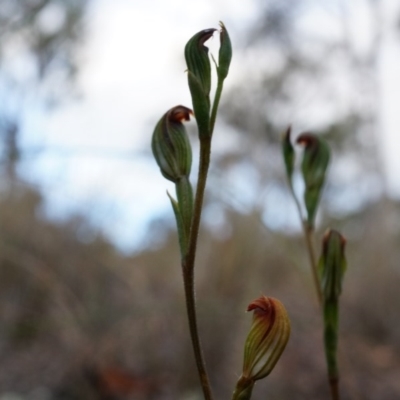Speculantha rubescens (Blushing Tiny Greenhood) at Belconnen, ACT - 25 Mar 2014 by AaronClausen