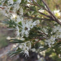 Kunzea ericoides (Burgan) at Tennent, ACT - 21 Dec 2014 by MichaelBedingfield