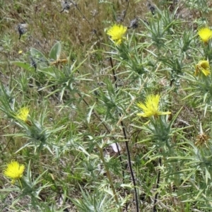 Carthamus lanatus at Farrer Ridge - 12 Dec 2014