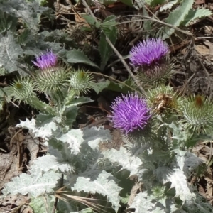 Onopordum acanthium at Farrer Ridge - 12 Dec 2014