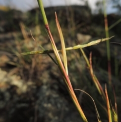 Cymbopogon refractus (Barbed-wire Grass) at Pine Island to Point Hut - 11 Dec 2014 by michaelb