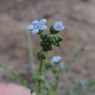 Cynoglossum australe (Australian Forget-me-not) at Pine Island to Point Hut - 11 Dec 2014 by MichaelBedingfield