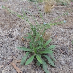 Cynoglossum australe at Pine Island to Point Hut - 11 Dec 2014 07:40 PM