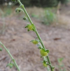 Cynoglossum australe at Pine Island to Point Hut - 11 Dec 2014 07:40 PM