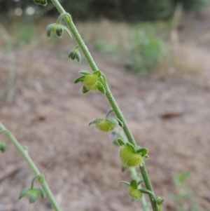 Cynoglossum australe at Pine Island to Point Hut - 11 Dec 2014 07:40 PM