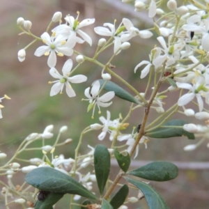 Bursaria spinosa at Bonython, ACT - 11 Dec 2014 07:47 PM