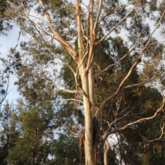 Eucalyptus viminalis (Ribbon Gum) at Bonython, ACT - 11 Dec 2014 by MichaelBedingfield