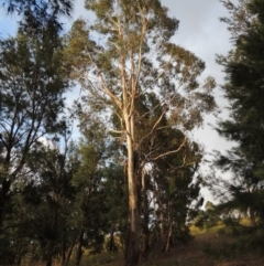 Eucalyptus viminalis at Pine Island to Point Hut - 11 Dec 2014