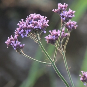 Verbena incompta at Pine Island to Point Hut - 11 Dec 2014 08:06 PM