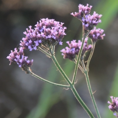 Verbena incompta (Purpletop) at Pine Island to Point Hut - 11 Dec 2014 by michaelb