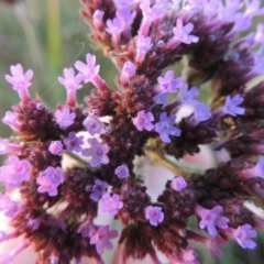 Verbena incompta at Pine Island to Point Hut - 11 Dec 2014