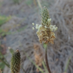 Plantago lanceolata (Ribwort Plantain, Lamb's Tongues) at Paddys River, ACT - 5 Nov 2014 by MichaelBedingfield