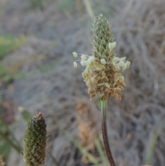 Plantago lanceolata (Ribwort Plantain, Lamb's Tongues) at Paddys River, ACT - 5 Nov 2014 by michaelb