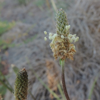 Plantago lanceolata (Ribwort Plantain, Lamb's Tongues) at Paddys River, ACT - 5 Nov 2014 by MichaelBedingfield