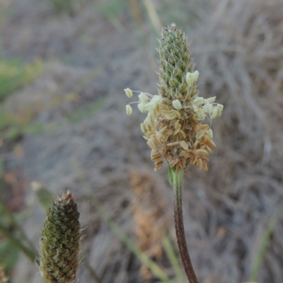 Plantago lanceolata (Ribwort Plantain, Lamb's Tongues) at Paddys River, ACT - 5 Nov 2014 by michaelb