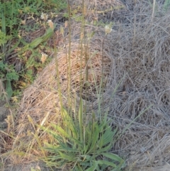 Plantago lanceolata at Paddys River, ACT - 5 Nov 2014