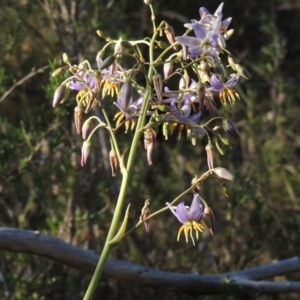 Dianella sp. aff. longifolia (Benambra) at Tennent, ACT - 13 Dec 2014