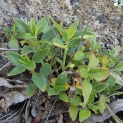 Opercularia hispida (Hairy Stinkweed) at Tennent, ACT - 13 Dec 2014 by MichaelBedingfield