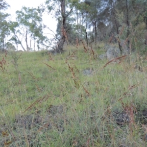 Sorghum leiocladum at Tennent, ACT - 13 Dec 2014