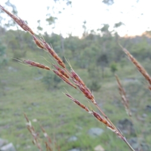 Sorghum leiocladum at Tennent, ACT - 13 Dec 2014