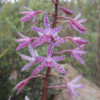 Dipodium punctatum (Blotched Hyacinth Orchid) at Tennent, ACT - 26 Dec 2014 by michaelb