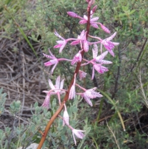 Dipodium punctatum at Tennent, ACT - suppressed