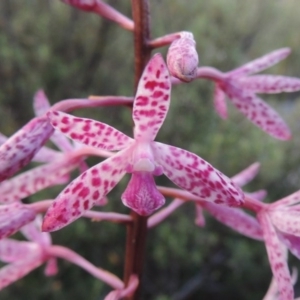 Dipodium punctatum at Tennent, ACT - suppressed