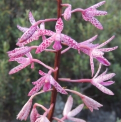 Dipodium punctatum at Tennent, ACT - suppressed