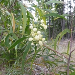 Acacia implexa (Hickory Wattle, Lightwood) at Isaacs, ACT - 19 Jan 2015 by Mike