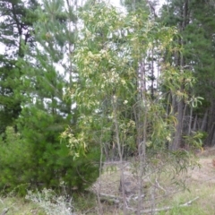 Acacia implexa at Isaacs, ACT - 20 Jan 2015