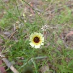 Tolpis barbata (Yellow Hawkweed) at Isaacs, ACT - 19 Jan 2015 by Mike