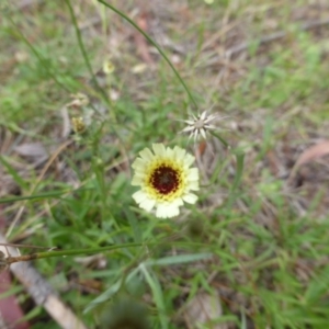 Tolpis barbata at Isaacs, ACT - 20 Jan 2015 09:01 AM