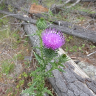 Cirsium vulgare (Spear Thistle) at Isaacs, ACT - 19 Jan 2015 by Mike