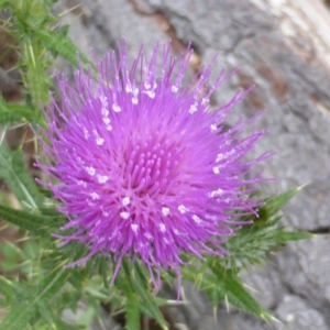 Cirsium vulgare at Isaacs, ACT - 20 Jan 2015 09:02 AM