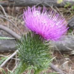 Cirsium vulgare at Isaacs, ACT - 20 Jan 2015