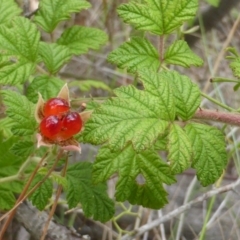 Rubus parvifolius (Native Raspberry) at Isaacs, ACT - 20 Jan 2015 by Mike