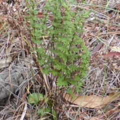 Cheilanthes sieberi (Rock Fern) at Isaacs, ACT - 20 Jan 2015 by Mike