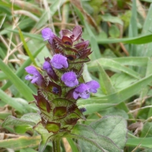 Prunella vulgaris at Isaacs, ACT - 20 Jan 2015 09:06 AM