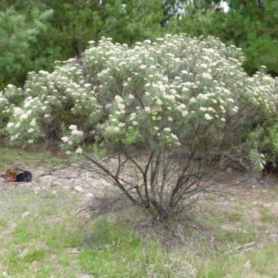 Cassinia longifolia (Shiny Cassinia, Cauliflower Bush) at Isaacs Ridge and Nearby - 19 Jan 2015 by Mike