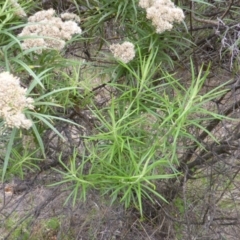 Cassinia longifolia at Isaacs, ACT - 20 Jan 2015