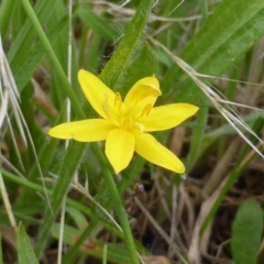 Hypoxis hygrometrica (Golden Weather-grass) at Isaacs, ACT - 19 Jan 2015 by Mike