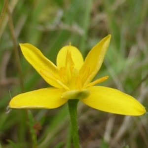 Hypoxis hygrometrica at Isaacs, ACT - 20 Jan 2015 09:17 AM