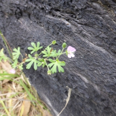 Geranium solanderi var. solanderi (Native Geranium) at Isaacs, ACT - 20 Jan 2015 by Mike