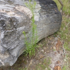 Senecio diaschides at Isaacs, ACT - 20 Jan 2015