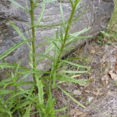 Senecio diaschides at Isaacs, ACT - 20 Jan 2015