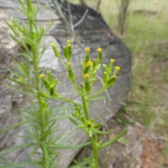 Senecio diaschides at Isaacs, ACT - 20 Jan 2015